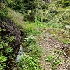 Plants: image 87 Of 208 Thumb